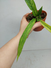 Anthurium Vittarifolium Variegata