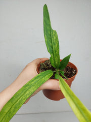 Anthurium Vittarifolium Variegata