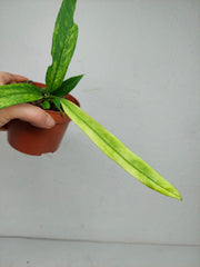 Anthurium Vittarifolium Variegata