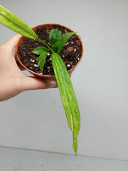 Anthurium Vittarifolium Variegata