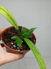 Anthurium Vittarifolium Variegata