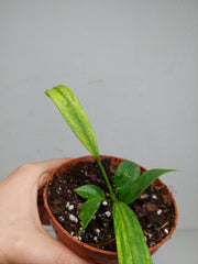 Anthurium Vittarifolium Variegata