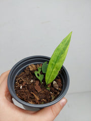 Anthurium Vittarifolium Variegata