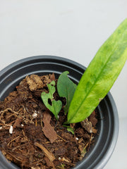 Anthurium Vittarifolium Variegata