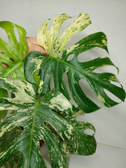 Monstera Mint Adult