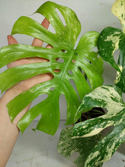 Monstera Mint Adult
