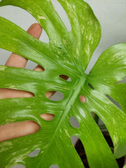 Monstera Mint Adult