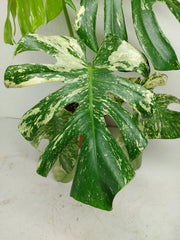 Monstera Mint Adult