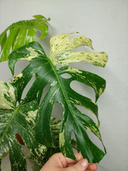 Monstera Mint Adult