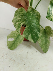 Monstera Mint Adult