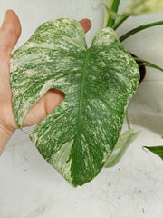 Monstera Mint Adult