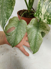 Monstera Mint Adult