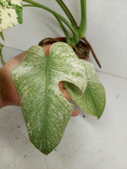 Monstera Mint Adult