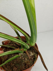 Monstera Mint Adult