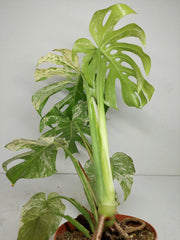 Monstera Mint Adult