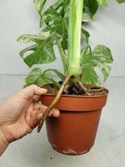 Monstera Mint Adult