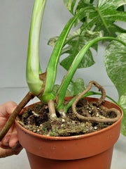 Monstera Mint Adult