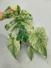 Monstera Mint Adult