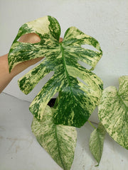 Monstera Mint Adult
