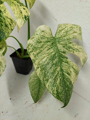 Monstera Mint Adult