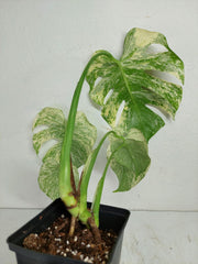 Monstera Mint Adult