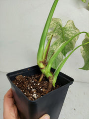 Monstera Mint Adult