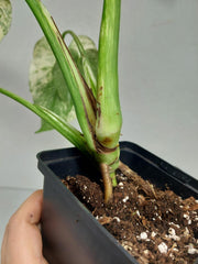 Monstera Mint Adult