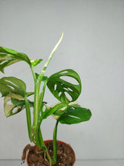 Monstera Adansonii Variegata