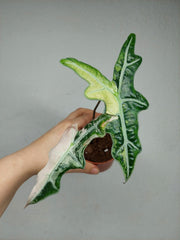 Sad Plants