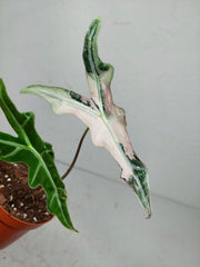 Sad Plants