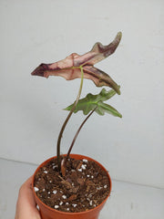 Sad Plants