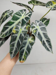 Sad Plants