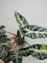 Sad Plants