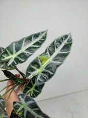 Sad Plants