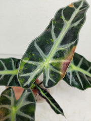 Sad Plants