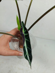 Sad Plants