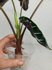 Sad Plants
