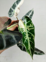 Sad Plants