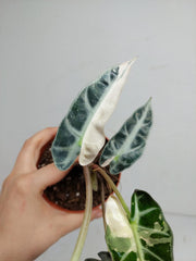 Sad Plants