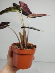 Sad Plants