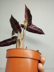 Sad Plants