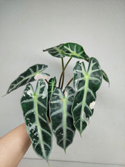 Sad Plants
