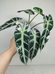 Sad Plants