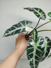 Sad Plants