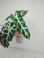 Sad Plants