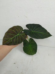 Sad Plants