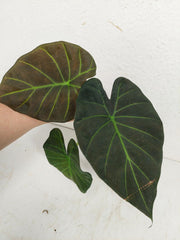 Sad Plants