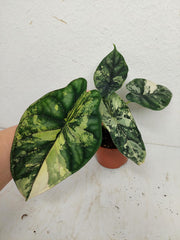 Sad Plants