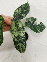 Sad Plants