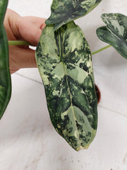 Sad Plants